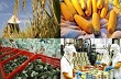 Chính phủ ưu tiên xúc tiến thương mại những nông sản chủ lực